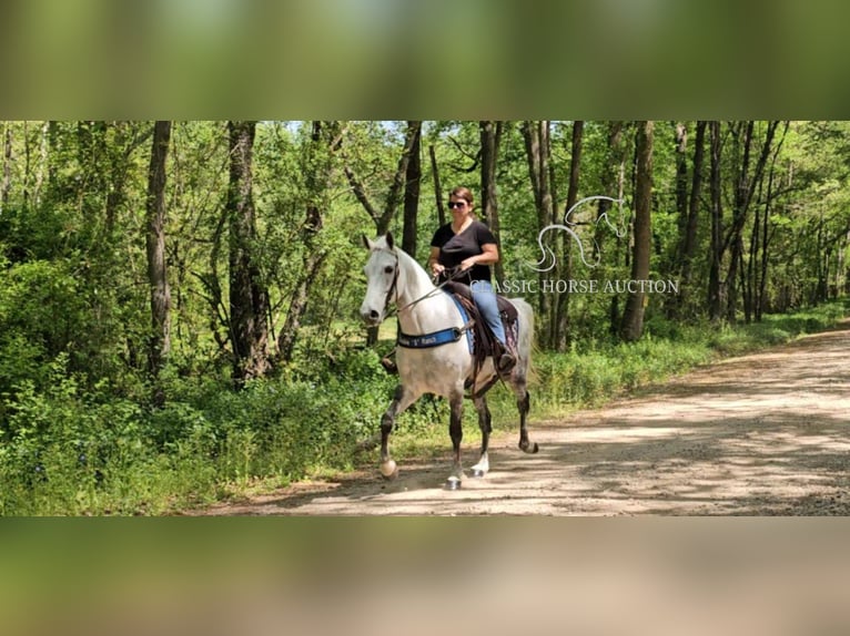Tennessee walking horse Mare 9 years 15 hh Grey in Gillsville, GA