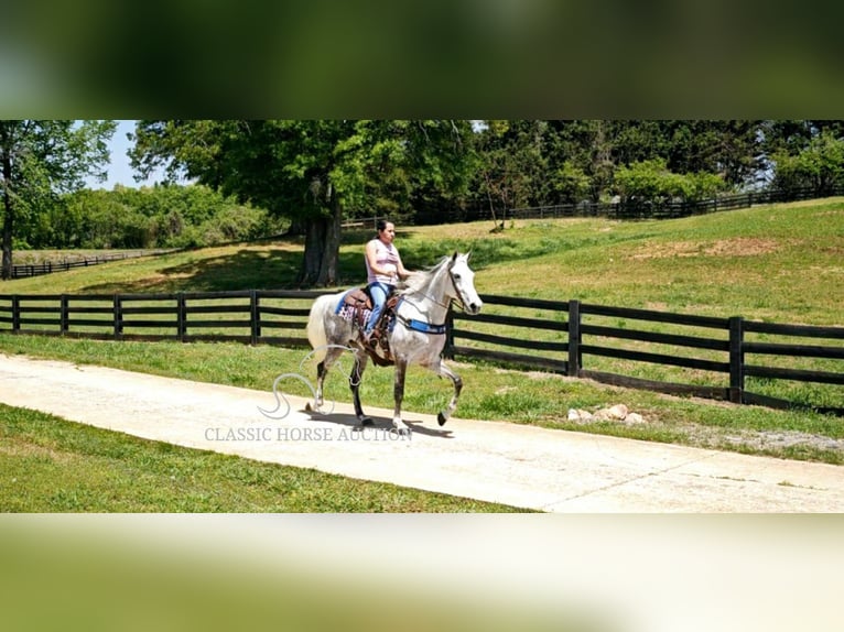 Tennessee walking horse Mare 9 years 15 hh Grey in Gillsville, GA