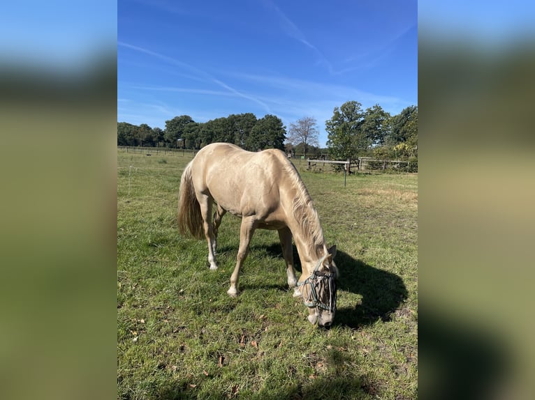 Tennessee walking horse Mare 9 years 15,2 hh Champagne in Sint Anthonis