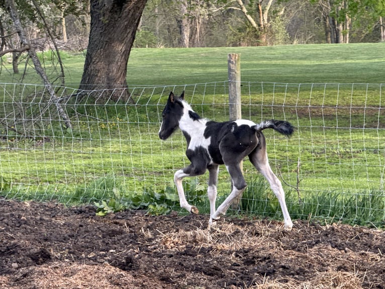Tennessee walking horse Mare  15 hh Roan-Blue in Albion