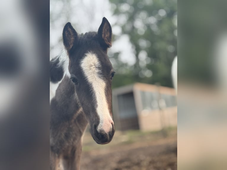 Tennessee walking horse Mare  15 hh Roan-Blue in Albion