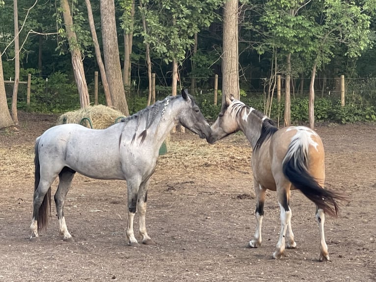 Tennessee walking horse Mare Foal (04/2025) 15 hh Tobiano-all-colors in Albion