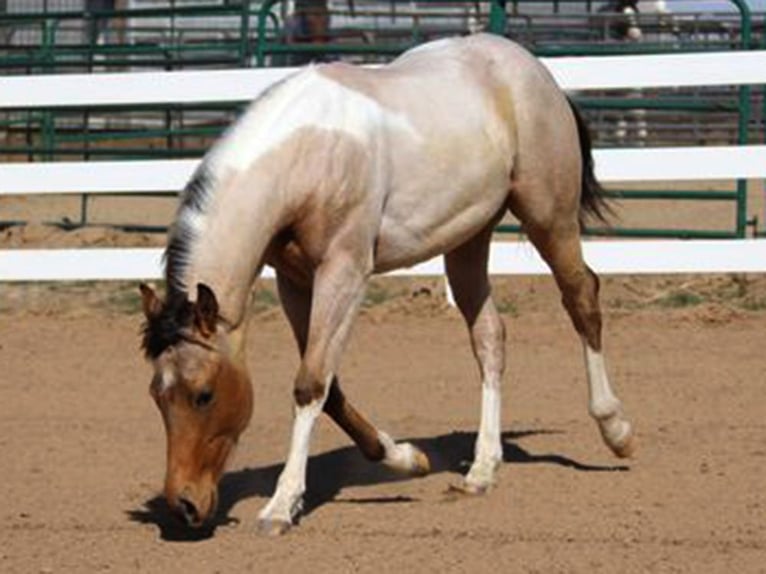 Tennessee walking horse Mare Foal (04/2025) 15 hh Tobiano-all-colors in Albion