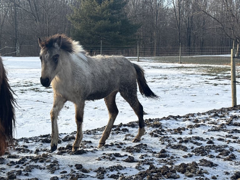 Tennessee walking horse Mare Foal (04/2025) 15 hh Tobiano-all-colors in Albion
