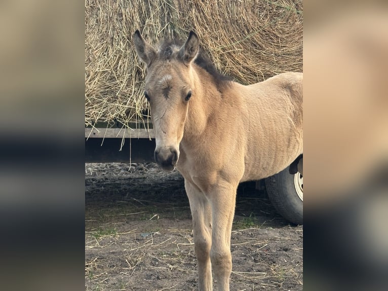 Tennessee walking horse Mare Foal (04/2025) 15 hh Tobiano-all-colors in Albion