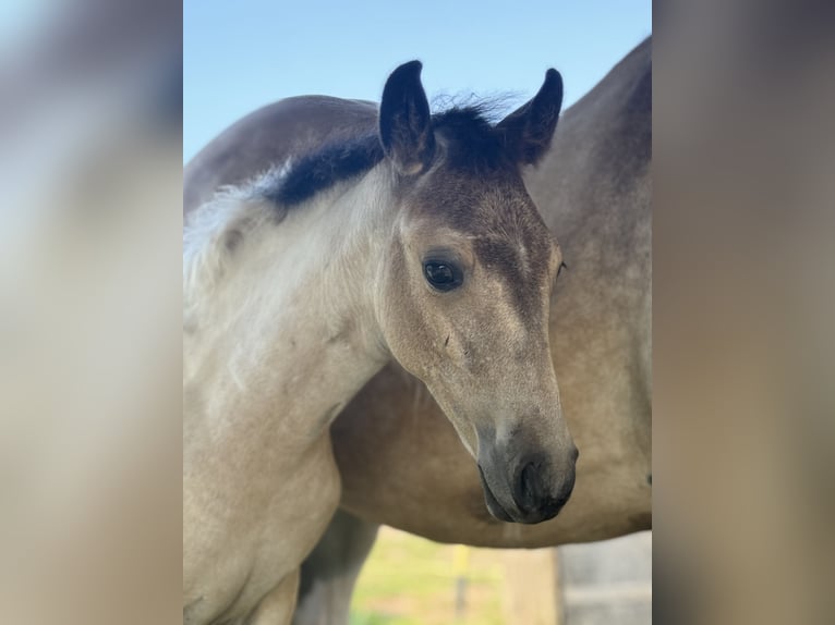 Tennessee walking horse Mare Foal (04/2025) 15 hh Tobiano-all-colors in Albion