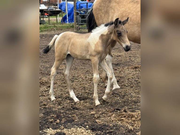 Tennessee walking horse Mare Foal (04/2025) 15 hh Tobiano-all-colors in Albion