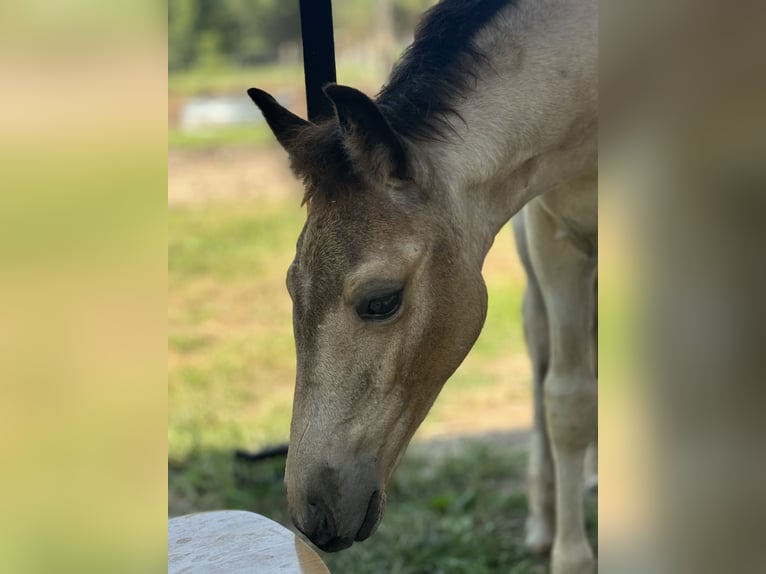 Tennessee walking horse Mare Foal (04/2025) 15 hh Tobiano-all-colors in Albion
