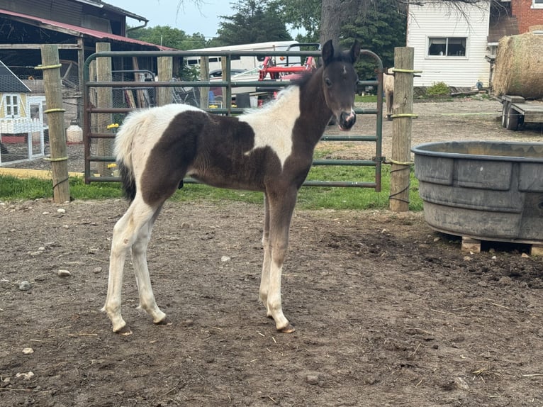 Tennessee walking horse Mare Foal (04/2025) 15 hh Tobiano-all-colors in Albion