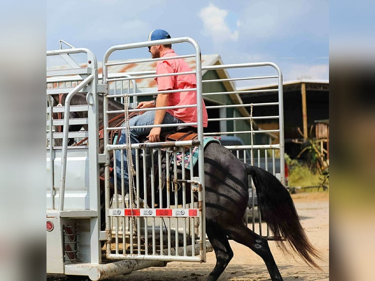 Tennessee walking horse Merrie 10 Jaar 147 cm Zwart in Cleveland Tn