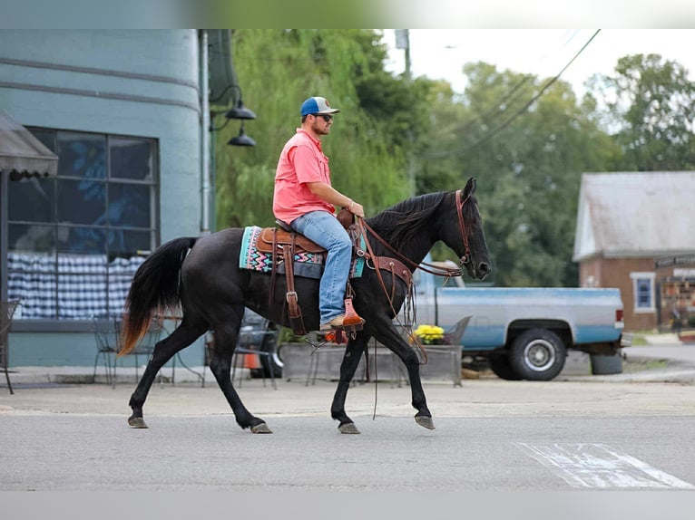 Tennessee walking horse Merrie 10 Jaar 147 cm Zwart in Cleveland Tn