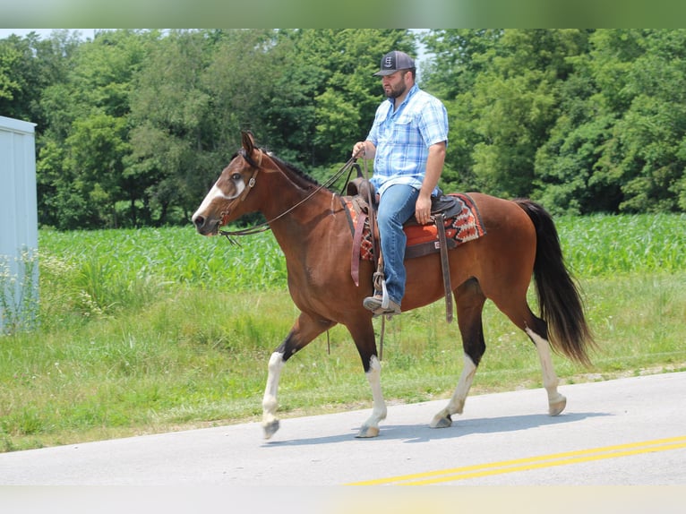Tennessee walking horse Merrie 10 Jaar 155 cm Roodbruin in Sonora KY