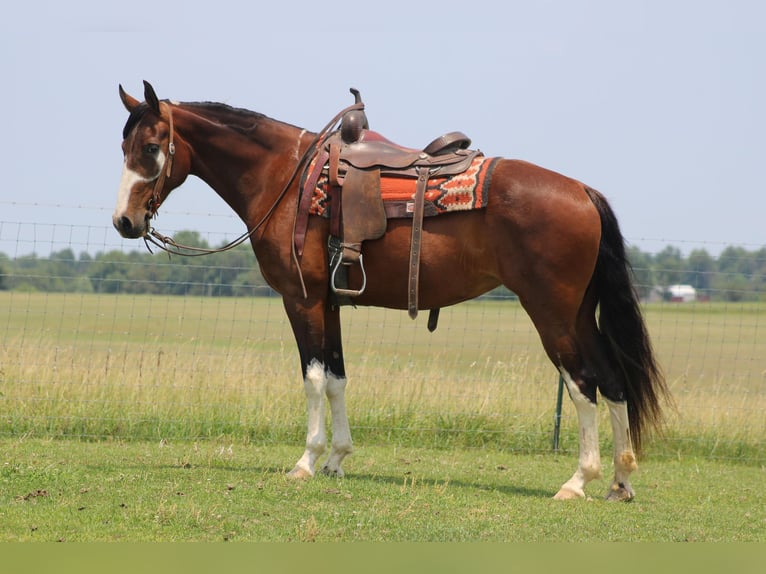 Tennessee walking horse Merrie 10 Jaar 155 cm Roodbruin in Sonora KY