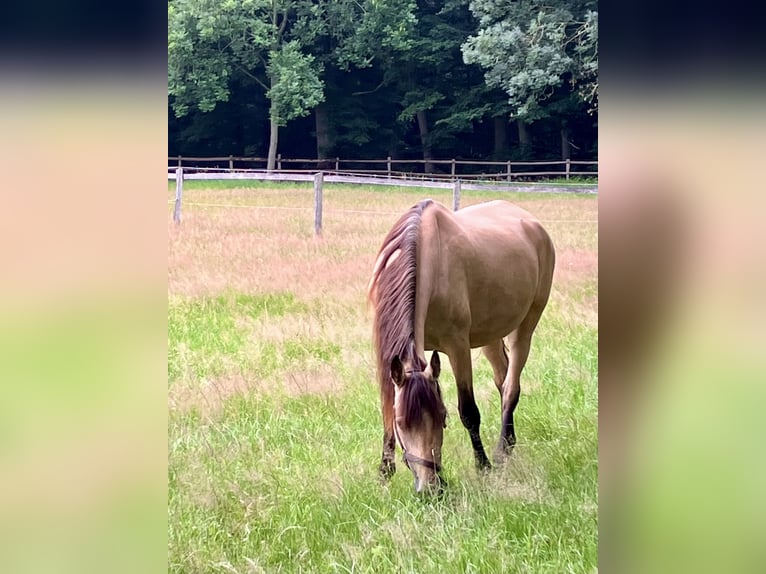 Tennessee walking horse Merrie 10 Jaar 162 cm Buckskin in Loxstedt