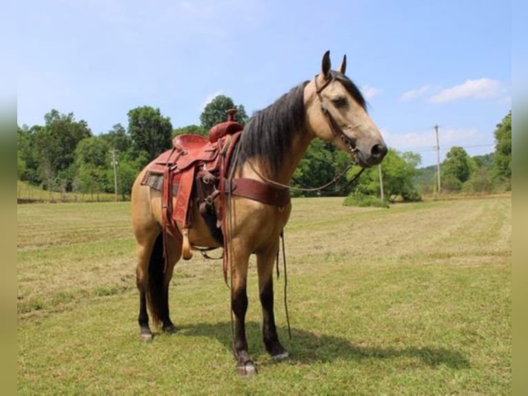 Tennessee walking horse Merrie 12 Jaar 150 cm Buckskin in Salyersville Ky