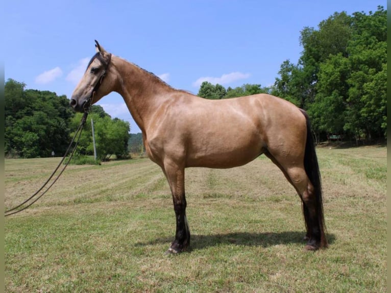 Tennessee walking horse Merrie 12 Jaar 150 cm Buckskin in Salyersville Ky