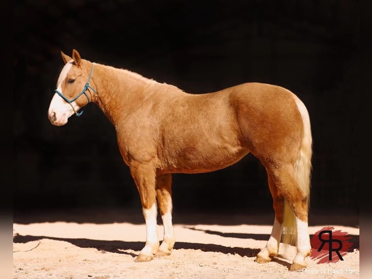 Tennessee walking horse Merrie 12 Jaar 152 cm Palomino in Lyles
