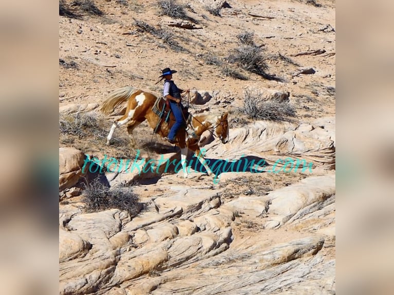 Tennessee walking horse Merrie 12 Jaar 155 cm Palomino in Laporte, CO