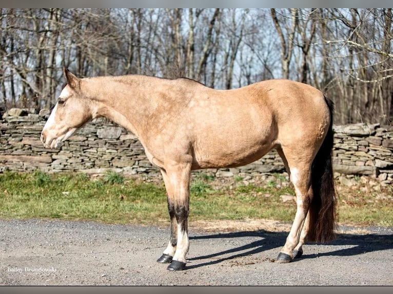 Tennessee walking horse Merrie 13 Jaar 145 cm Buckskin in Everette PA
