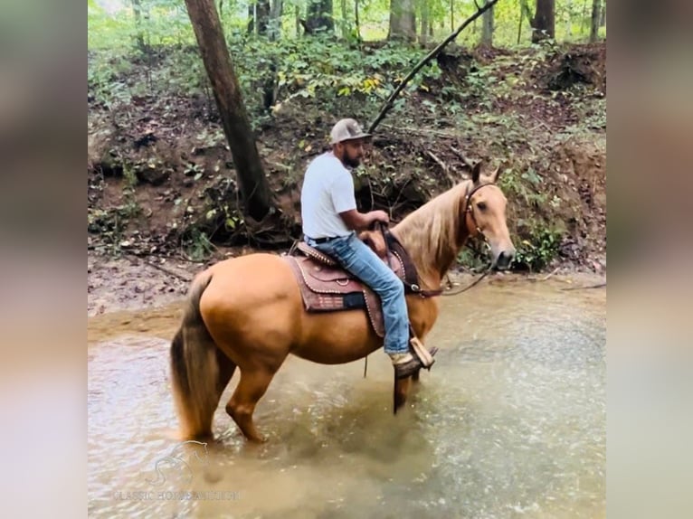 Tennessee walking horse Merrie 13 Jaar 152 cm in Tompkinsville, KY