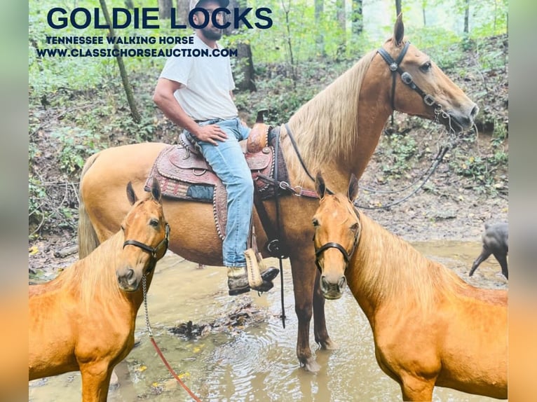 Tennessee walking horse Merrie 13 Jaar 152 cm in Tompkinsville, KY