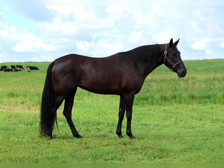 Tennessee walking horse Merrie 13 Jaar 160 cm Zwart in Hastings, MN
