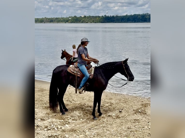 Tennessee walking horse Merrie 13 Jaar 160 cm Zwart in Hastings, MN