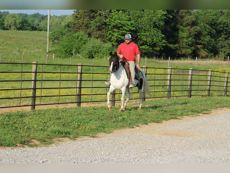 Tennessee walking horse Merrie 14 Jaar 150 cm Tobiano-alle-kleuren in Sonora, KY