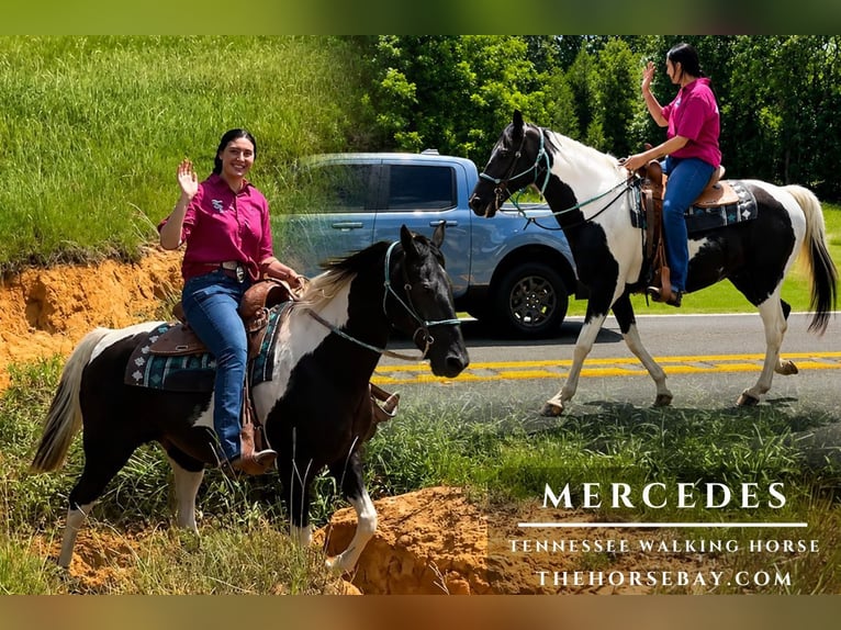 Tennessee walking horse Merrie 14 Jaar 155 cm Tobiano-alle-kleuren in Athens, TX