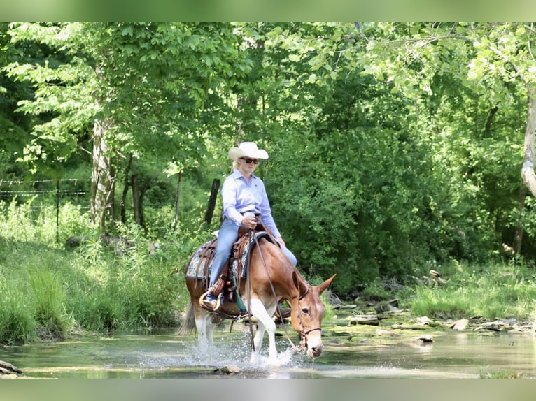 Tennessee walking horse Merrie 14 Jaar Donkere-vos in Brooksville KY
