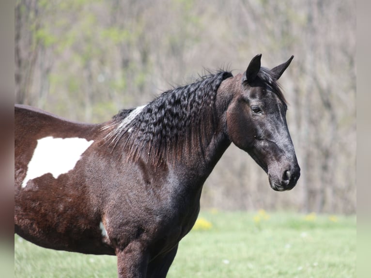 Tennessee walking horse Merrie 15 Jaar 142 cm Zwart in Brodhead