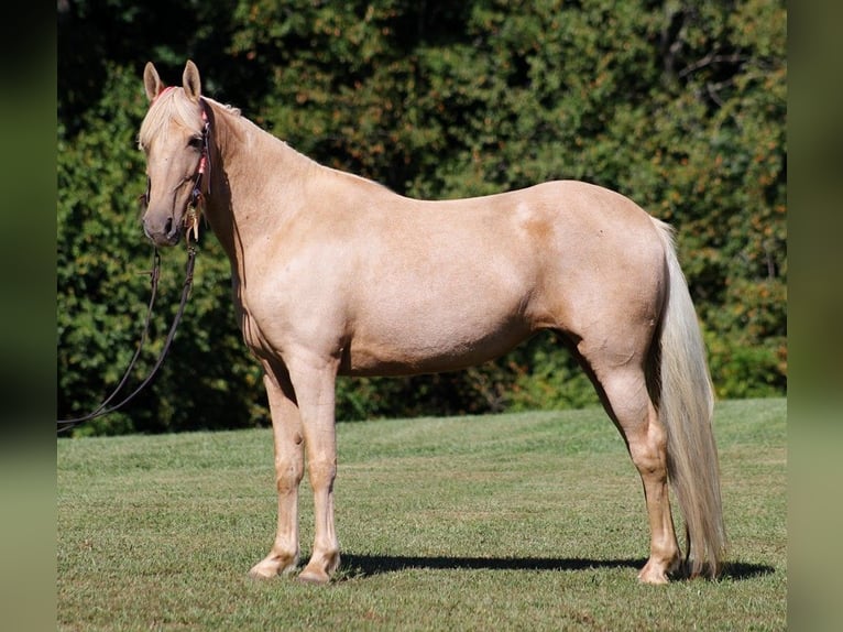 Tennessee walking horse Merrie 15 Jaar 150 cm Palomino in Jamestown KY