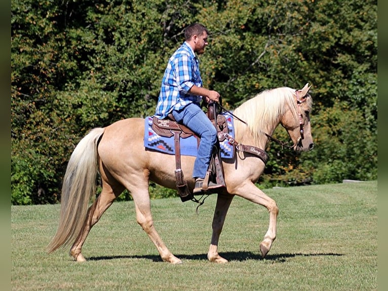 Tennessee walking horse Merrie 15 Jaar 150 cm Palomino in Jamestown KY