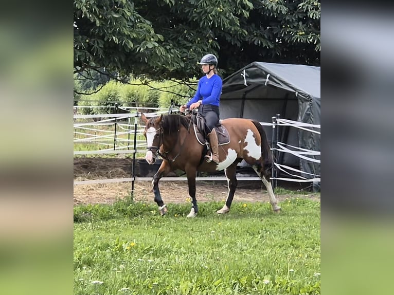 Tennessee walking horse Mix Merrie 15 Jaar 155 cm Gevlekt-paard in Anklam