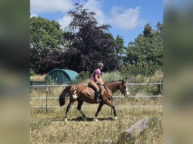 Tennessee walking horse Mix Merrie 15 Jaar 155 cm Gevlekt-paard in Rubkow