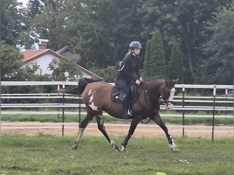 Tennessee walking horse Mix Merrie 15 Jaar 155 cm Gevlekt-paard in Rubkow