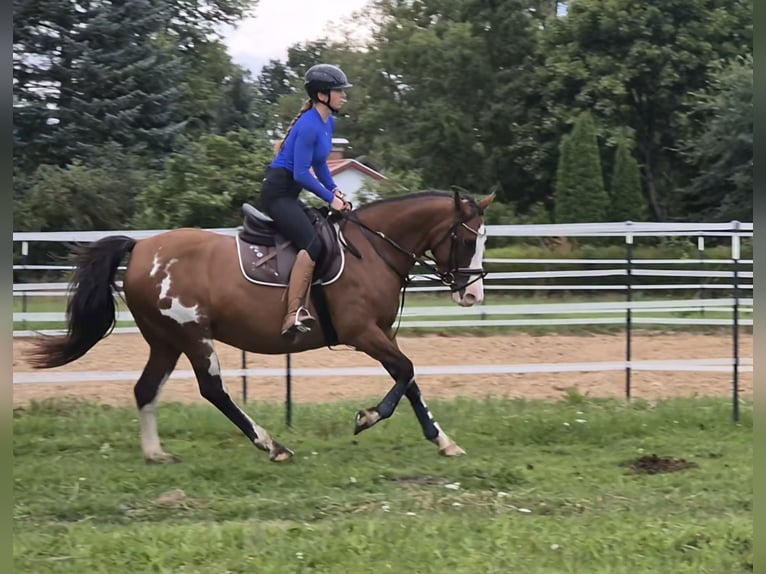 Tennessee walking horse Mix Merrie 15 Jaar 155 cm Gevlekt-paard in Rubkow