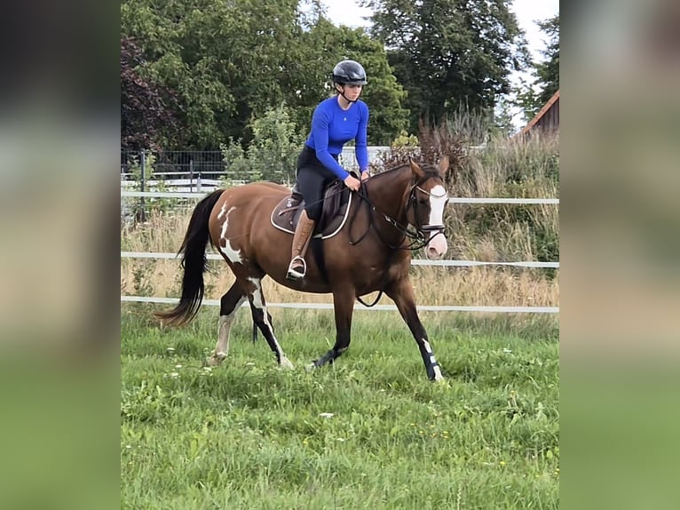 Tennessee walking horse Mix Merrie 15 Jaar 155 cm Gevlekt-paard in Rubkow