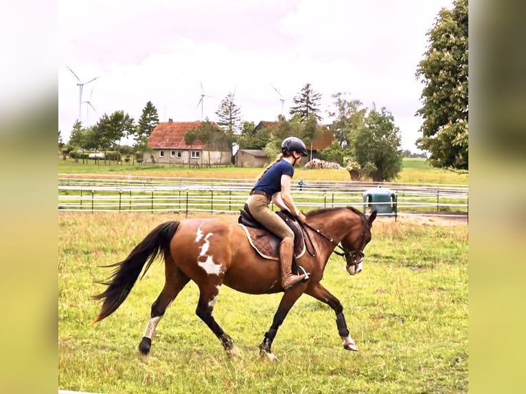 Tennessee walking horse Mix Merrie 15 Jaar 155 cm Gevlekt-paard in Rubkow