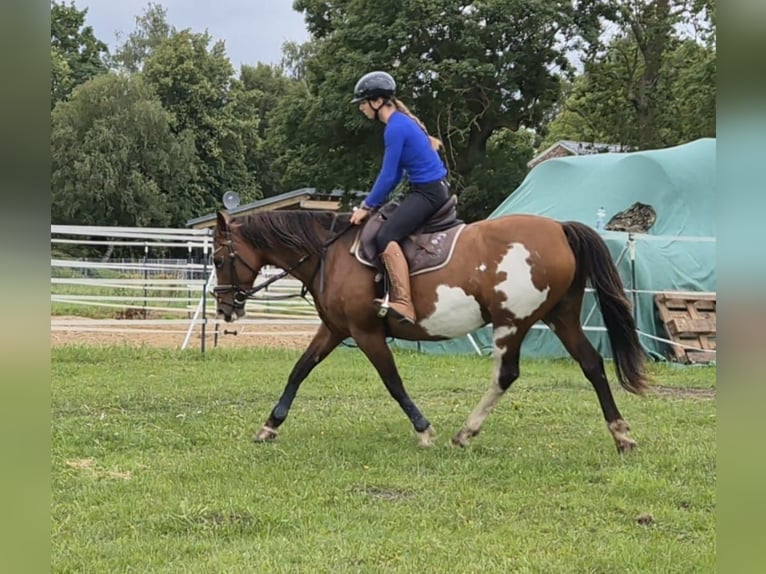 Tennessee walking horse Mix Merrie 15 Jaar 155 cm Gevlekt-paard in Rubkow