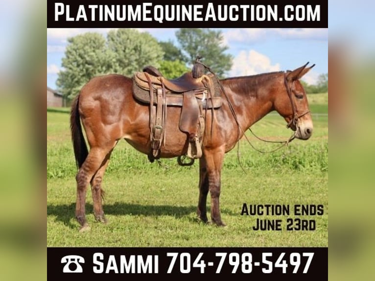 Tennessee walking horse Merrie 15 Jaar Falbe in Brooksville, KY