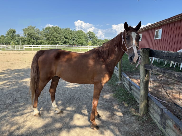 Tennessee walking horse Merrie 16 Jaar 152 cm Donkere-vos in Trafalgar, IN