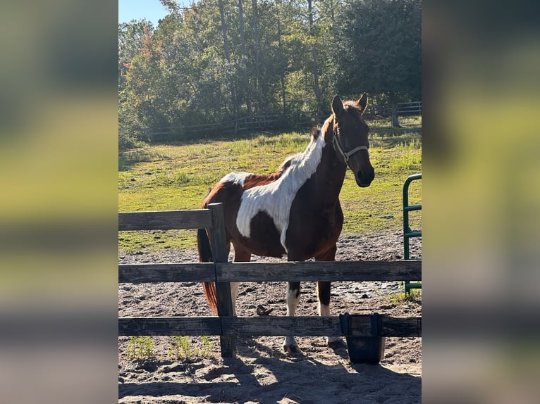 Tennessee walking horse Merrie 16 Jaar 152 cm Tobiano-alle-kleuren in Pierson, FLorida