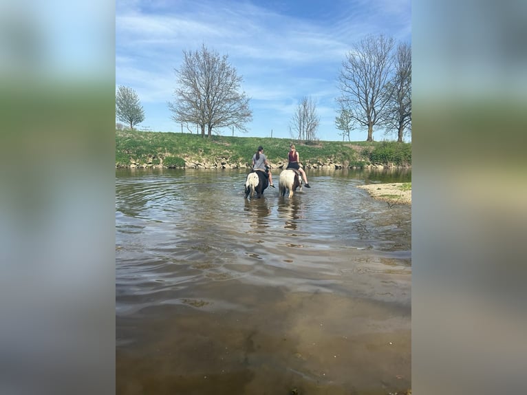 Tennessee walking horse Merrie 18 Jaar 150 cm Gevlekt-paard in Pocking