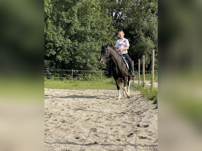 Tennessee walking horse Merrie 18 Jaar 150 cm Gevlekt-paard in Pocking