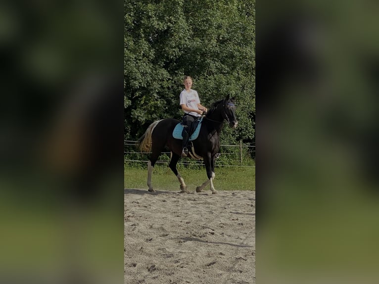 Tennessee walking horse Merrie 18 Jaar 150 cm Gevlekt-paard in Pocking
