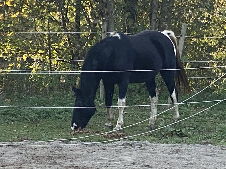 Tennessee walking horse Merrie 18 Jaar 150 cm Gevlekt-paard in Pocking
