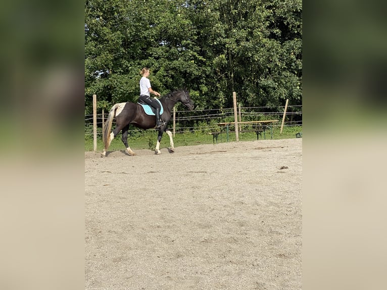 Tennessee walking horse Merrie 18 Jaar 150 cm Gevlekt-paard in Pocking