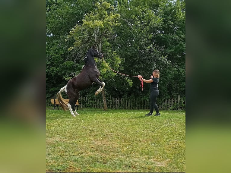 Tennessee walking horse Merrie 18 Jaar 150 cm Gevlekt-paard in Pocking