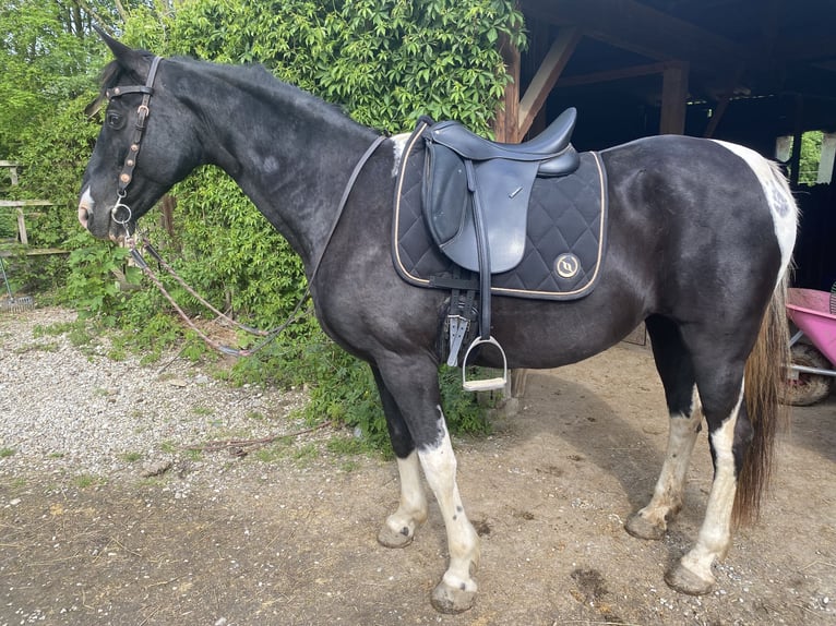 Tennessee walking horse Merrie 18 Jaar 150 cm Gevlekt-paard in Pocking